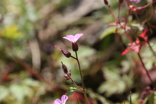photo of Herb Robert