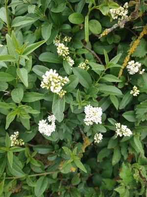photo of Wild Privet
