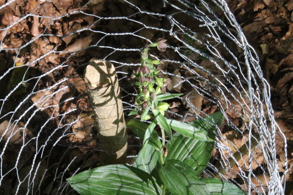 photo of Broad Leaved Helleborine