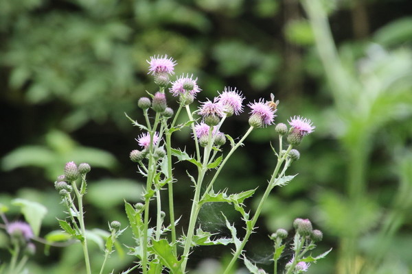 photo of Creeping Thistle