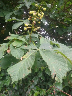 photo of Horse Chestnut