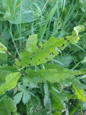 photo of Curled Dock