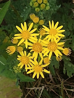 photo of Ragwort