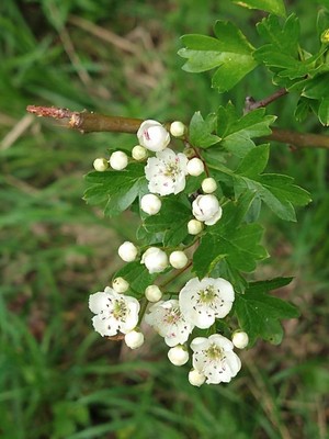 photo of Hawthorn
