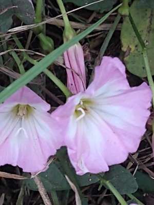 photo of Field Bindweed