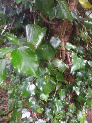 photo of Ivy