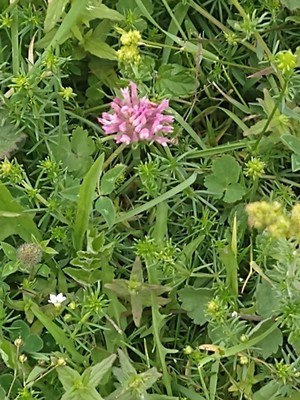photo of Red Clover