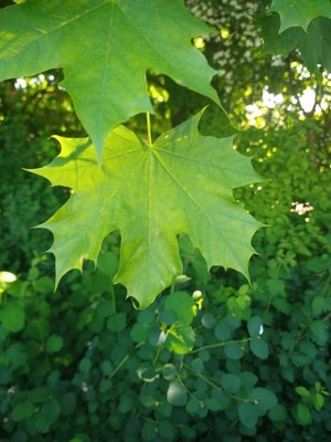 photo of Norway Maple