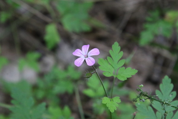 photo of Herb Robert