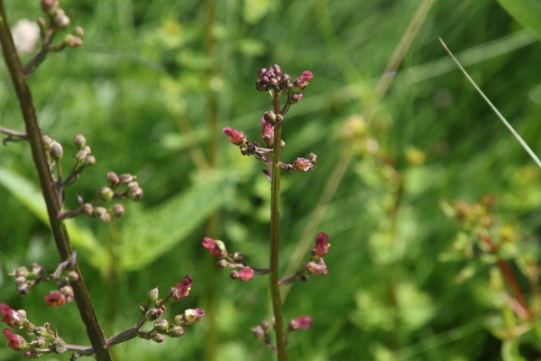 photo of Water Figwort