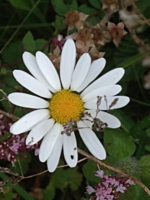 photo of Oxeye Daisy