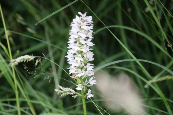 photo of Common Spotted Orchid