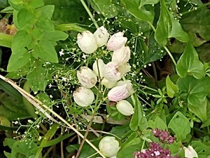 photo of Bladder Campion