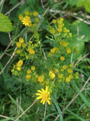 photo of Ragwort