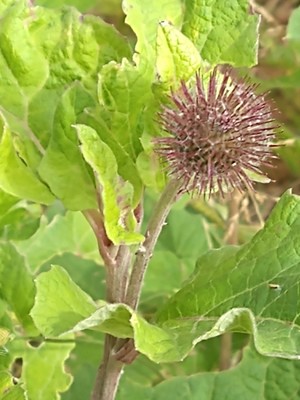 photo of Lesser Burdock