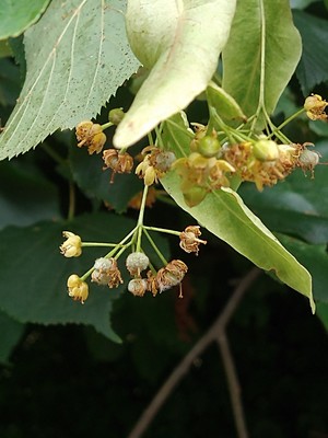 photo of Small Leaved Lime