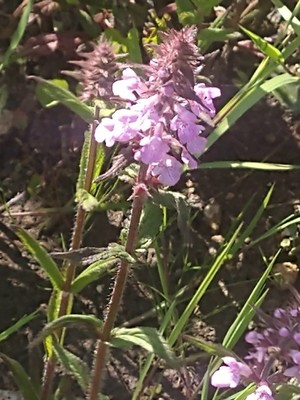photo of Marsh Woundwort