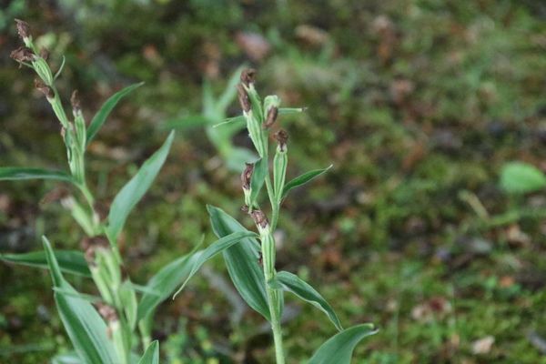 photo of White Helleborine