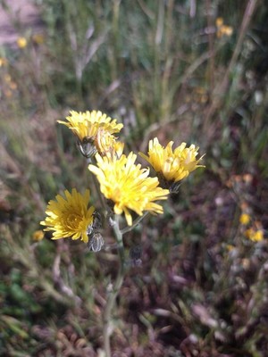 photo of Beaked Hawk's Beard