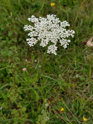 photo of Wild Carrot