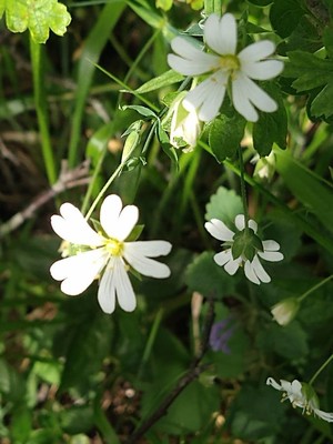 photo of Greater Stitchwort