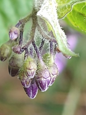 photo of Bittersweet