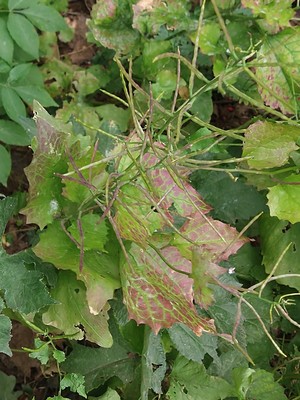photo of Garlic Mustard