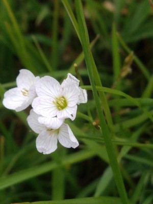 photo of Cuckoo Flower