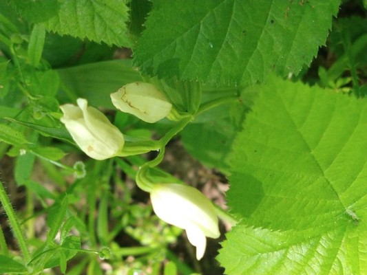 photo of White Helleborine