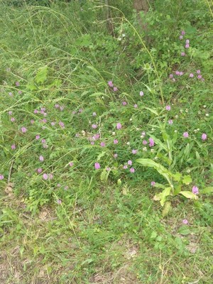 photo of Pyramidal Orchid
