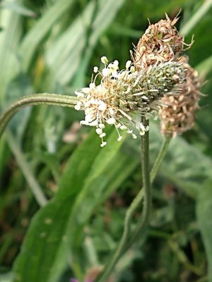 photo of Ribwort Plantain
