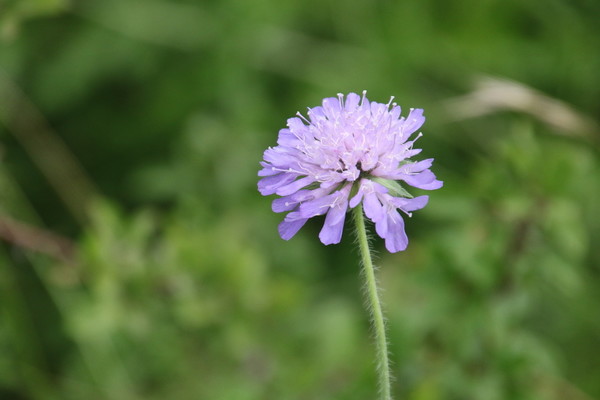 photo of Field Scabious