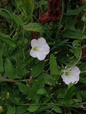photo of Field Bindweed