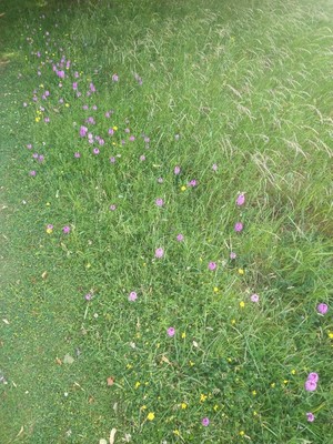 photo of Pyramidal Orchid