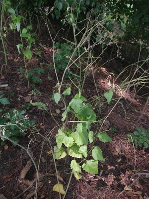 photo of Garlic Mustard