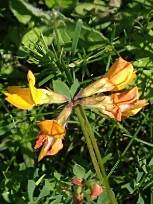 photo of Bird's Foot Trefoil