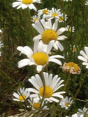 photo of Oxeye Daisy