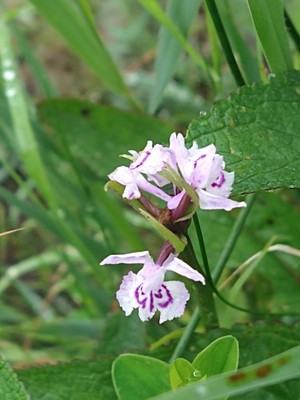 photo of Common Spotted Orchid