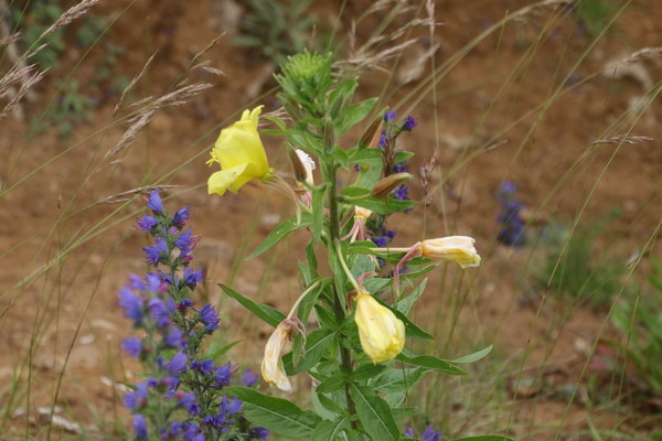 photo of Large Flowered Evening Primrose