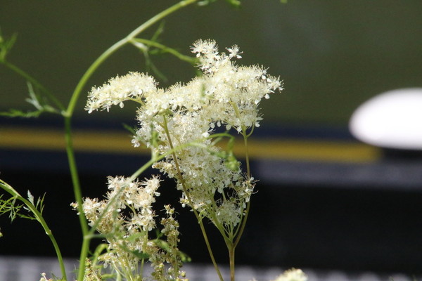 photo of Meadowsweet