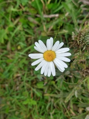 photo of Oxeye Daisy