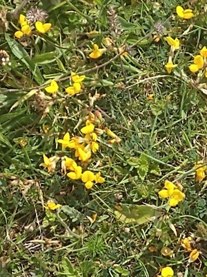 photo of Bird's Foot Trefoil