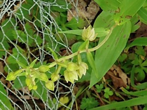 photo of Broad Leaved Helleborine