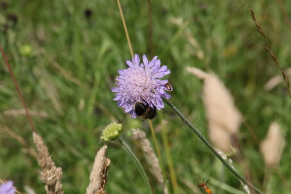 photo of Field Scabious