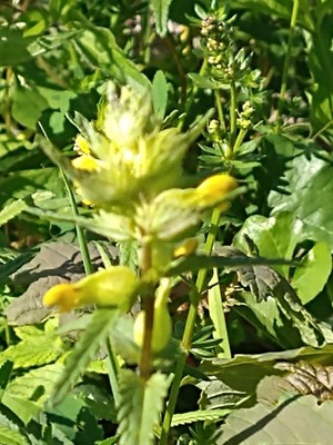 photo of Yellow Rattle