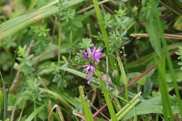 photo of Common Milkwort