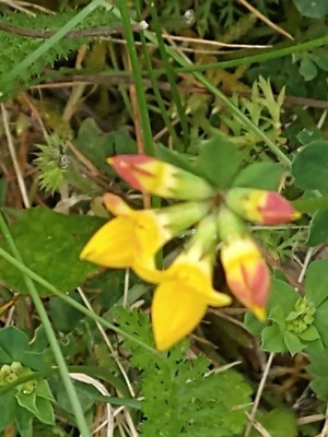 photo of Bird's Foot Trefoil