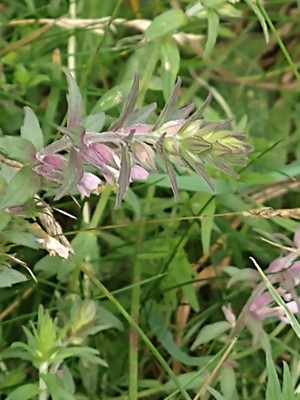 photo of Red Bartsia