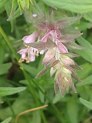 photo of Red Bartsia
