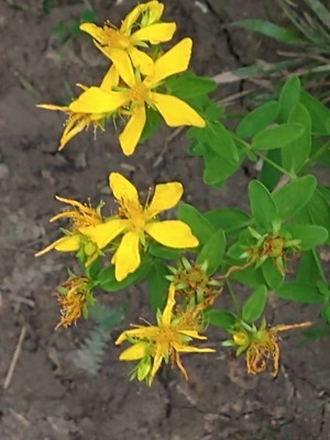 photo of Perforate St. John's Wort